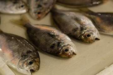 Fish at fresh fish market