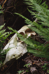 Bull skull among green fern leaves