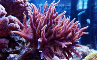 SPS coral in tropical aquarium