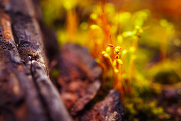 Fototapeta premium Abstract colorful nature background with macro moss spores on blurred background. Shallow focus