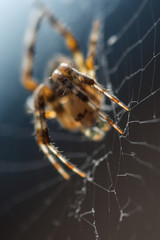 the web on which the spider crawling macro