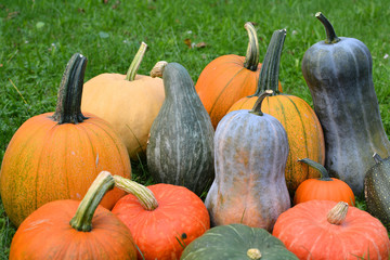 Pumpkins and squashes