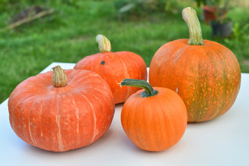 Pumpkins harvest
