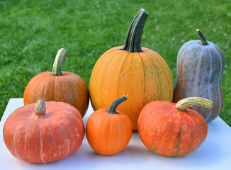 Pumpkins and squashes