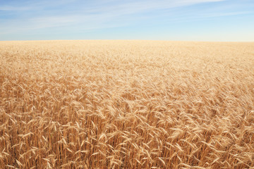 Naklejka premium cereal field over blue sky