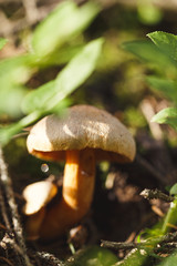 Closeup mushroom in moss