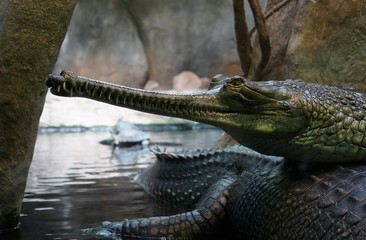 гангский гавиал