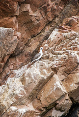 Seagull on Rock Iceland - The Ballestas Islands - Pisco - Peru