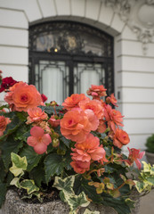 Geraniums on a New York City Sidewalk