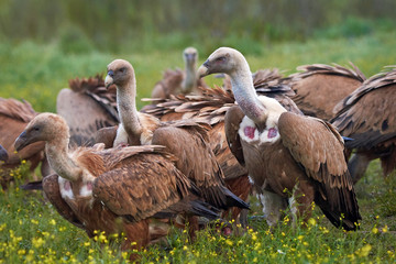Griffon vulture (Gyps fulvus)
