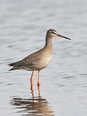 Spotted redshank (Tringa erythropus)