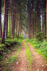 Obraz premium Beautyful pine forest landscape with dirt road