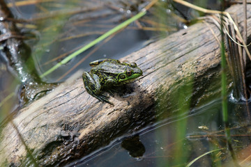 Grenouille