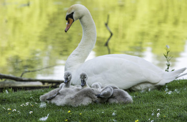swan family