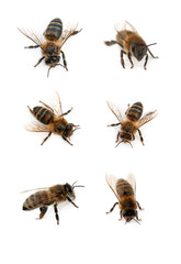 abeilles isolées