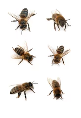 Papier Peint photo Lavable Abeille abeilles isolées