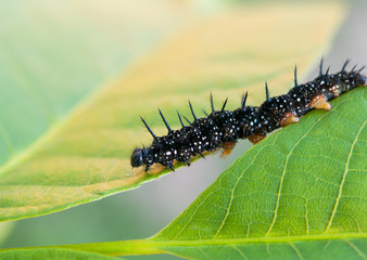 caterpillars