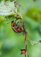 colorado beetle