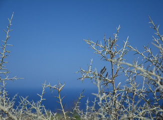 Thorn plant bush