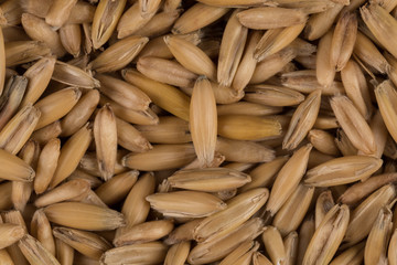 natural oat grains background, closeup