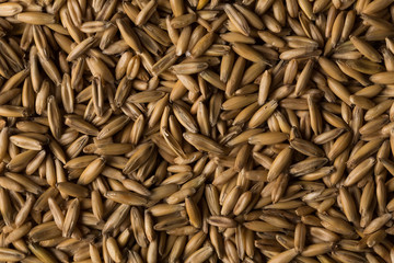 natural oat grains background, closeup