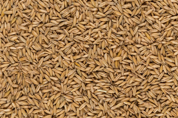 natural oat grains background, closeup