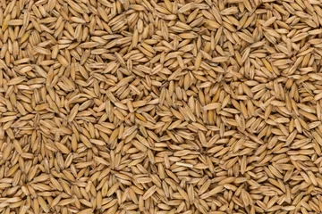 Poster natural oat grains background, closeup © romantsubin