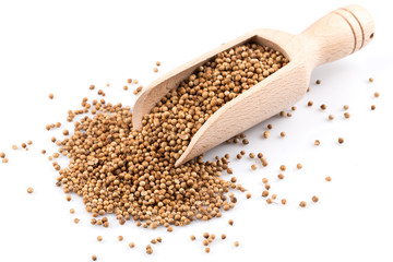 Coriander seeds in wooden scoop