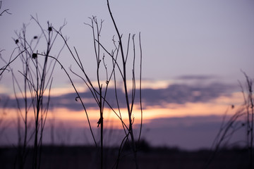 Dry grass sky at sunset