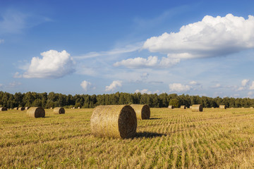 Straw rolls on farmer field in the summer