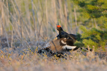 Jumping male Black Grouse at swamp courting place early in the m