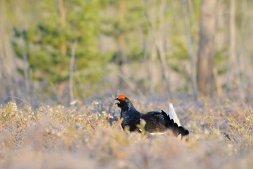 Male Black Grouse at swamp courting place early in the morning