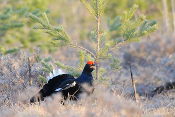 Male Black Grouse at swamp courting place early in the morning