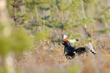 Male Black Grouse at swamp courting place early in the morning