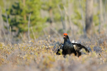 Male Black Grouse at swamp courting place early in the morning