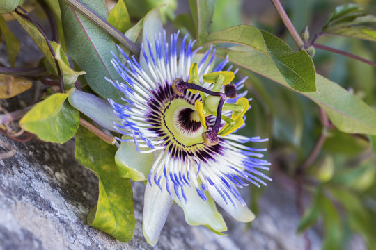 Pasiflora Bitkisi