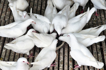 White dove feeding