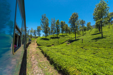 Fototapeta na wymiar Train among tea plantations in the highlands of Sri Lanka