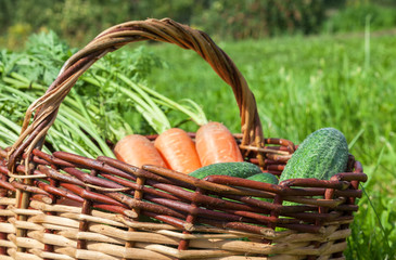 Wooden wicker basket with fresh carrots and cucumbers at the out