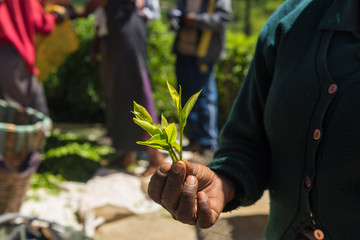 Fresh tea leafs in woman's hand at tea garden