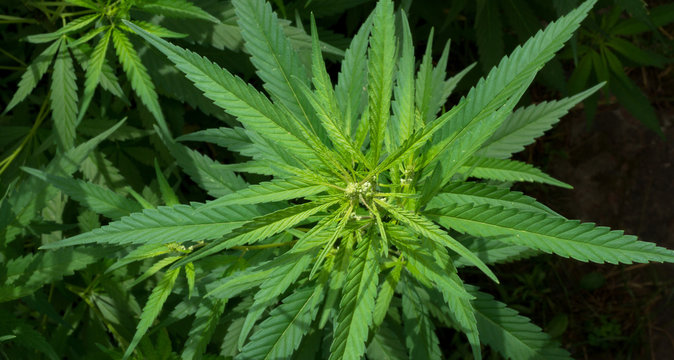 Wild cannabis plants, top view.