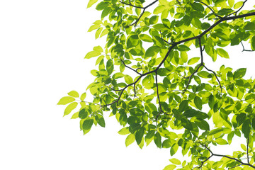 Green leaves isolated on white background, This has clipping path.