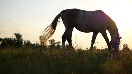 Horse grazing on the meadow at sunrise. Horse is eating green gr