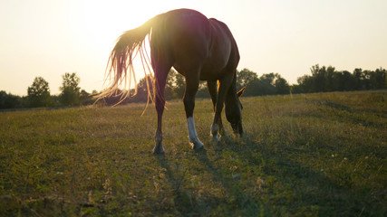 Brown horse grazing on the meadow. Horse is eating green grass i © olehslepchenko