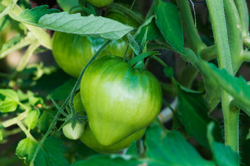 Green tomatoes ripen on branch in the greenhouse farm