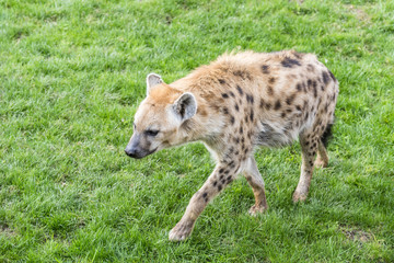 Naklejka premium Spotted hyena, Africa