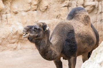 African Dromedary (Camel)
