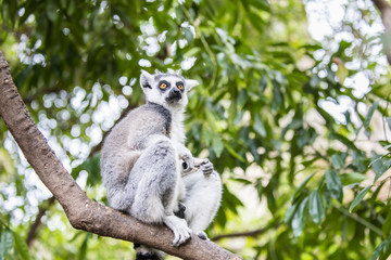 The ring-tailed lemur (catta). Madagascar. 