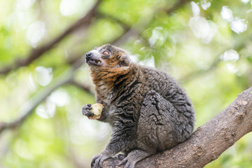 Bamboo lemur © serg_did