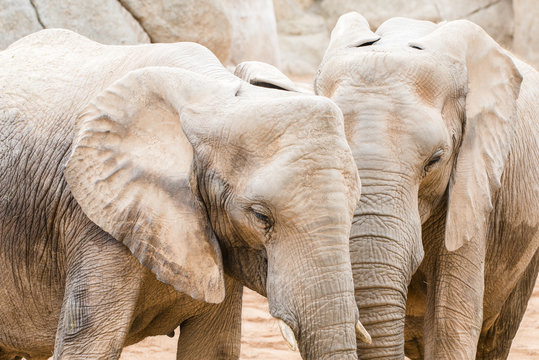 African elephants, a closeup portrait. 